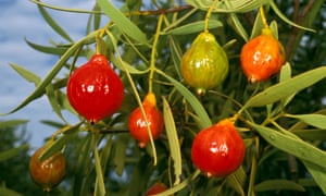 Desierto Quandong, una planta comestible nativa de Australia.