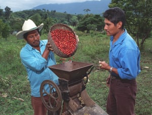 Trabajadores de pulpa de café orgánico en Ejido San Luis. Este café se cultiva a la sombra en la selva tropical de Lacandon.