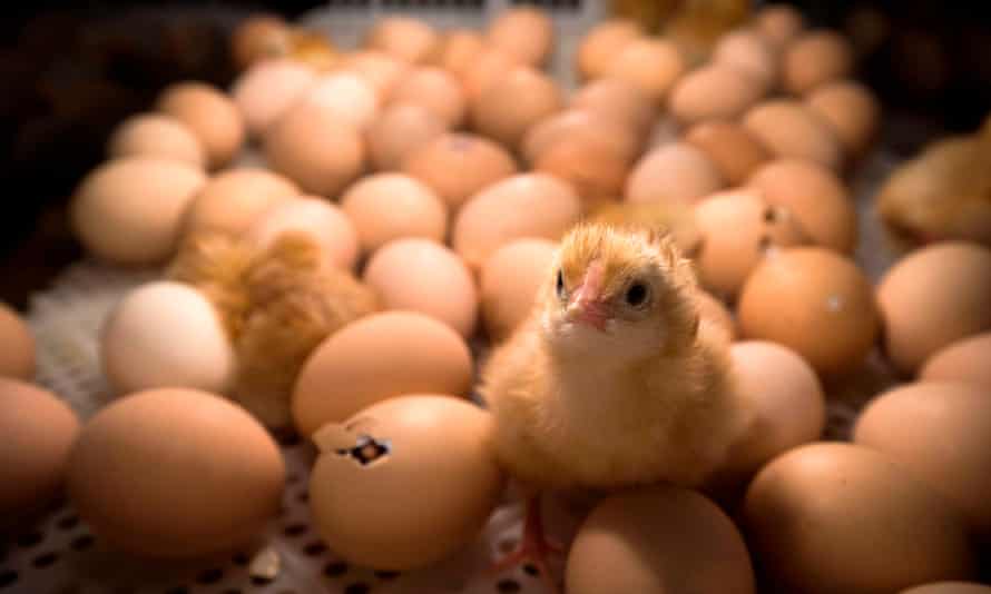 Huevos eclosionados dentro de una incubadora en una feria agrícola en París. Francia prohibirá el sacrificio de pollos machos a partir de finales de este año.
