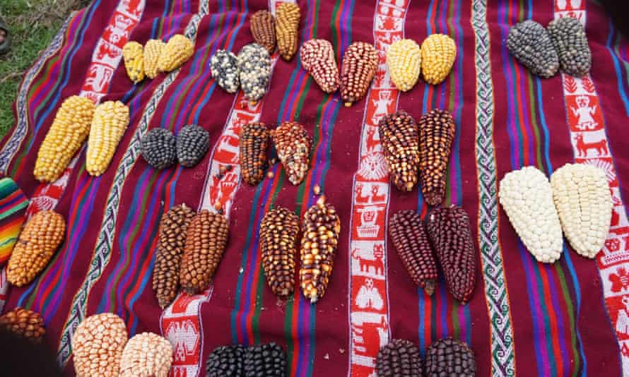 Variedades de maíz cultivadas en la provincia de Lares, Cusco.