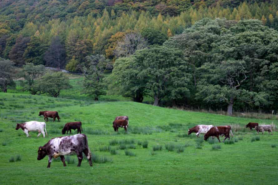 Vacas en una granja en Cumbria