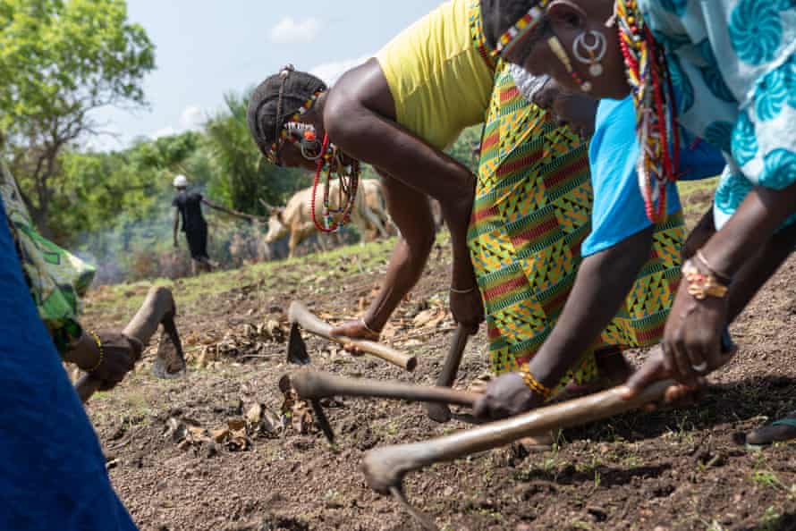 Las mujeres usan azadas para rastrillar el suelo después de plantar semillas 