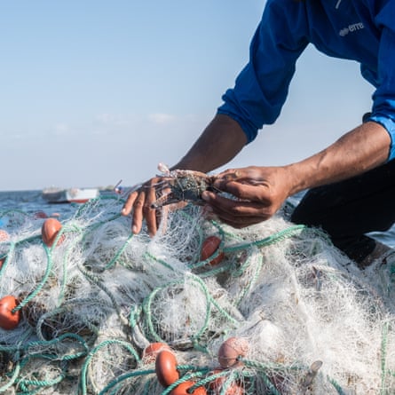 Un pescador saca cangrejos de sus redes