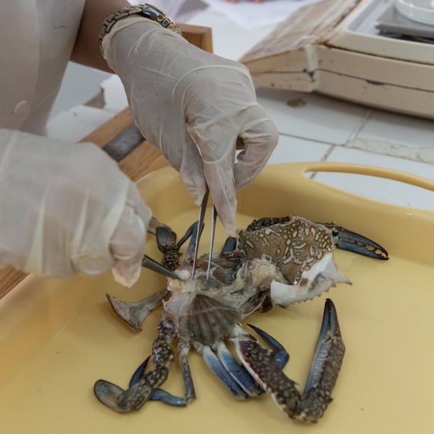 El Institut National des Sciences et Technologies de la Mer en Sfax, donde el Dr. Olfa ben Abdallah realiza investigaciones sobre cangrejos azules con su equipo.