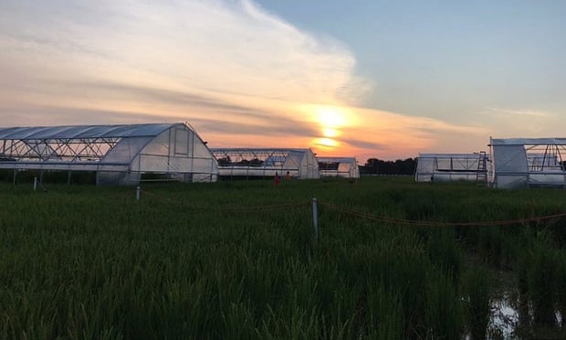 Lorence y su equipo construyeron seis invernaderos personalizables que les permiten cultivar arroz en condiciones de campo durante el día y generar temperaturas más altas durante la noche.