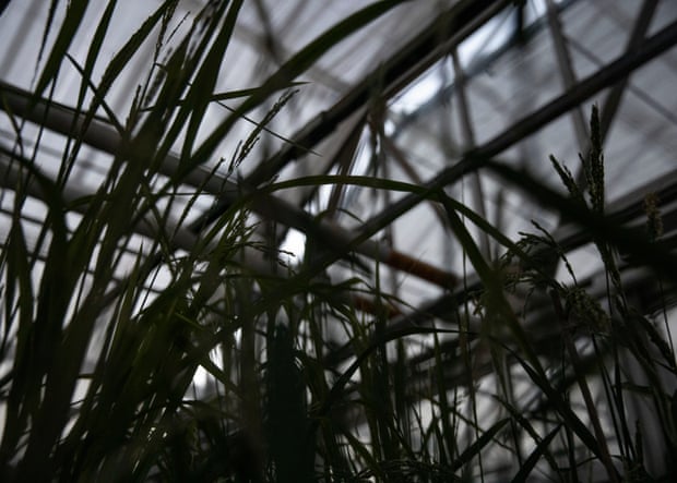 Plantas de arroz al anochecer en un invernadero en la azotea del Instituto de Biociencia de la Universidad Estatal de Arkansas.