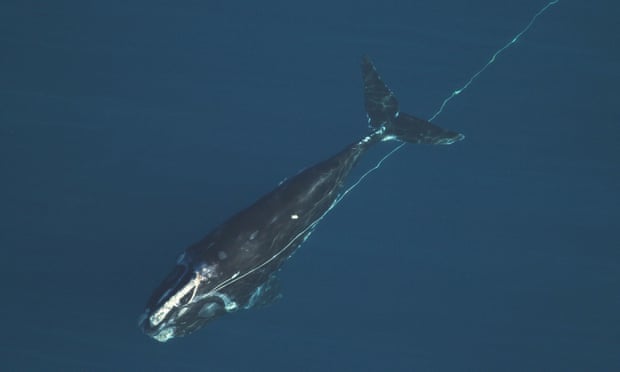 Una ballena franca del Atlántico norte enredada frente a la costa de Florida.