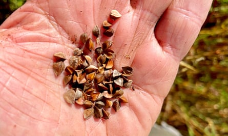Un puñado de semillas de trigo sarraceno sin cáscara. 
