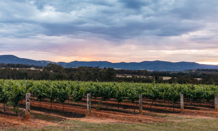 Del suelo perfecto a la uña sin alcohol: cinco razones por las que el vino australiano está en la cima |  en mis términos