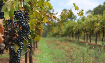 Imagen de un viñedo con uvas listas para ser cosechadas