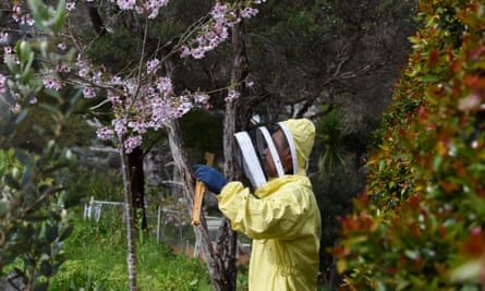 Un apicultor examina una colmena en las afueras de Auckland.