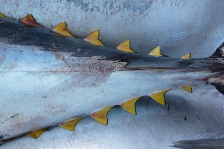 Embalado para el mercado de atún de aleta amarilla, Tenerife, Islas Canarias, España