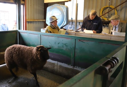 Pesar una oveja en Ross Market
