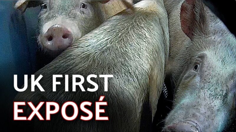 El sufrimiento de los cerdos gaseados expuesto en imágenes encubiertas del matadero del Reino Unido |  Medio ambiente
